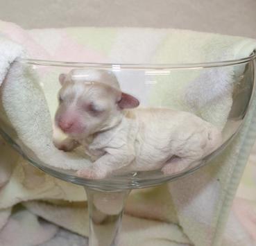micro teacup poodle breeders